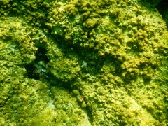 Stramonita haemastoma