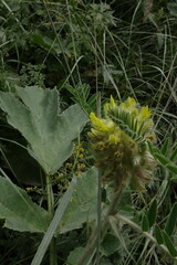 Astragalus alopecurus