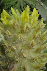 Astragalus alopecurus