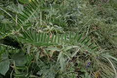 Astragalus alopecurus