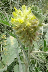 Astragalus alopecurus