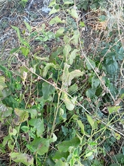 Aristolochia clematitis
