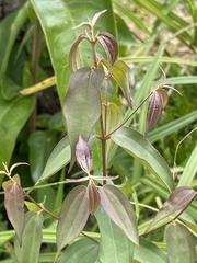 Miconia minutiflora