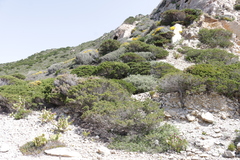 Juniperus turbinata
