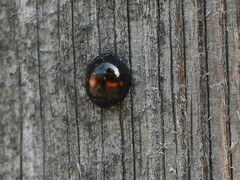 Chilocorus bipustulatus