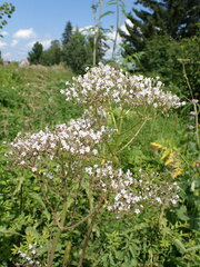 Valeriana