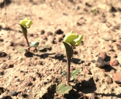 Disperis villosa