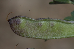 Calicotome infesta