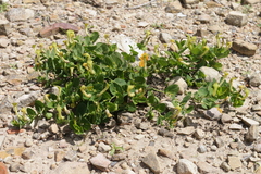 Aristolochia navicularis