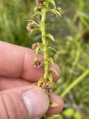 Paepalanthus fluviatilis