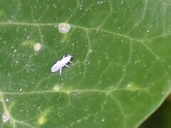 Coniopterygidae
