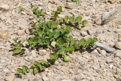 Aristolochia navicularis