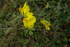 Helianthemum