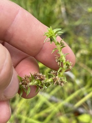 Paepalanthus fluviatilis