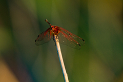 Trithemis arteriosa