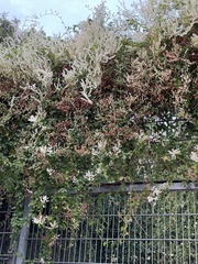 Fallopia baldschuanica