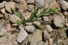 Catapodium balearicum