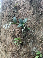 Dendrobium aemulum