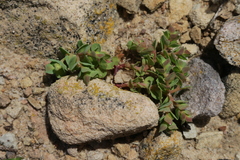 Euphorbia peplus var. minima image