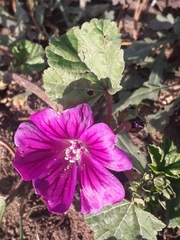 Malva sylvestris mauritiana
