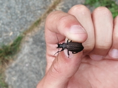 Carabus granulatus