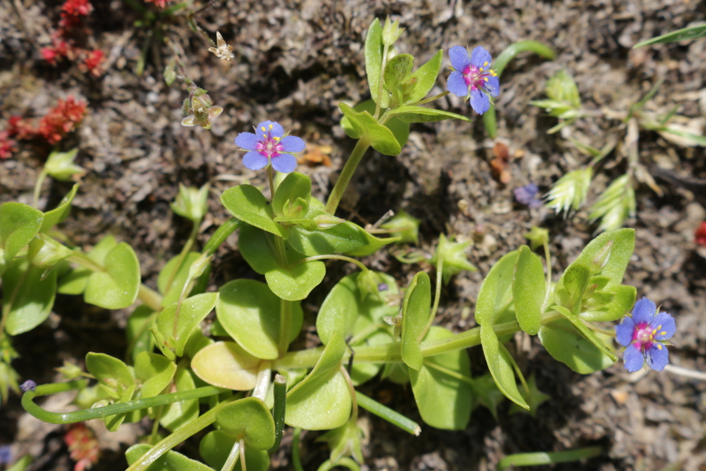 Lysimachia talaverae