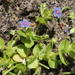 Lysimachia talaverae - Photo (c) Errol Véla, some rights reserved (CC BY-NC), uploaded by Errol Véla