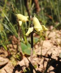 Disperis villosa