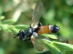 Cylindromyia brassicaria