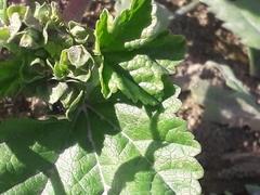 Malva sylvestris mauritiana