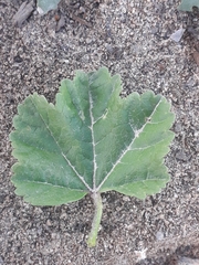 Malva sylvestris mauritiana