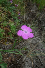 Dianthus caucaseus