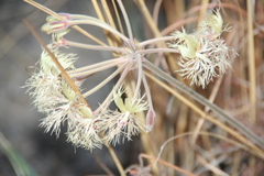Pelargonium bowkeri