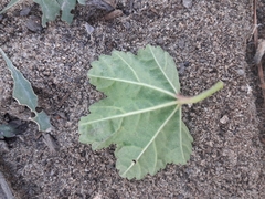Malva sylvestris mauritiana