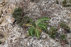 Sonchus asper glaucescens