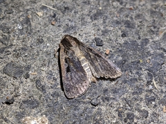 Parabagrotis