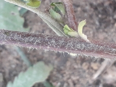 Malva sylvestris mauritiana