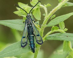 Synanthedon exitiosa