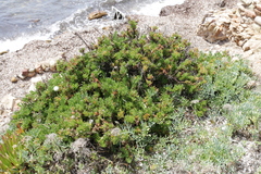 Limbarda crithmoides longifolia