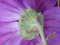 Malva sylvestris mauritiana