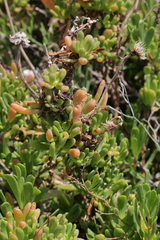 Limbarda crithmoides longifolia