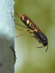 Tremex fuscicornis