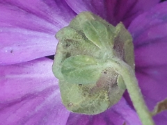 Malva sylvestris mauritiana