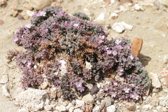 Frankenia hirsuta