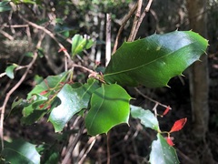 Denhamia bilocularis