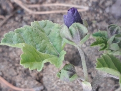 Malva sylvestris mauritiana