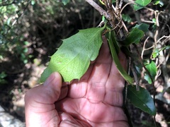 Denhamia bilocularis