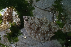 Lepidopsetta bilineata