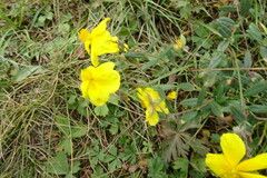 Helianthemum