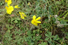 Helianthemum